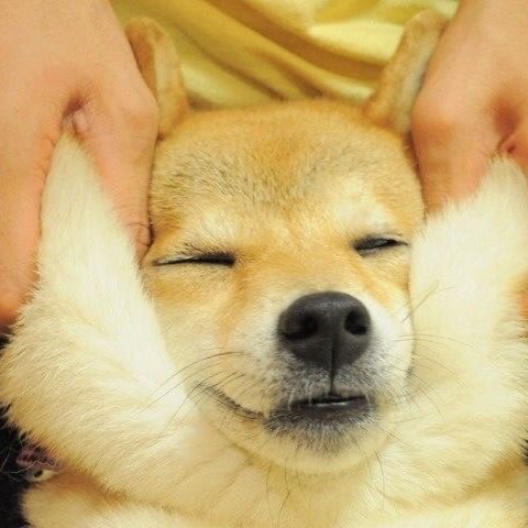 チェンリッキー 犬 tweet media