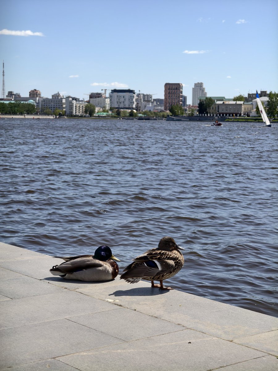 уральский бес tweet media
