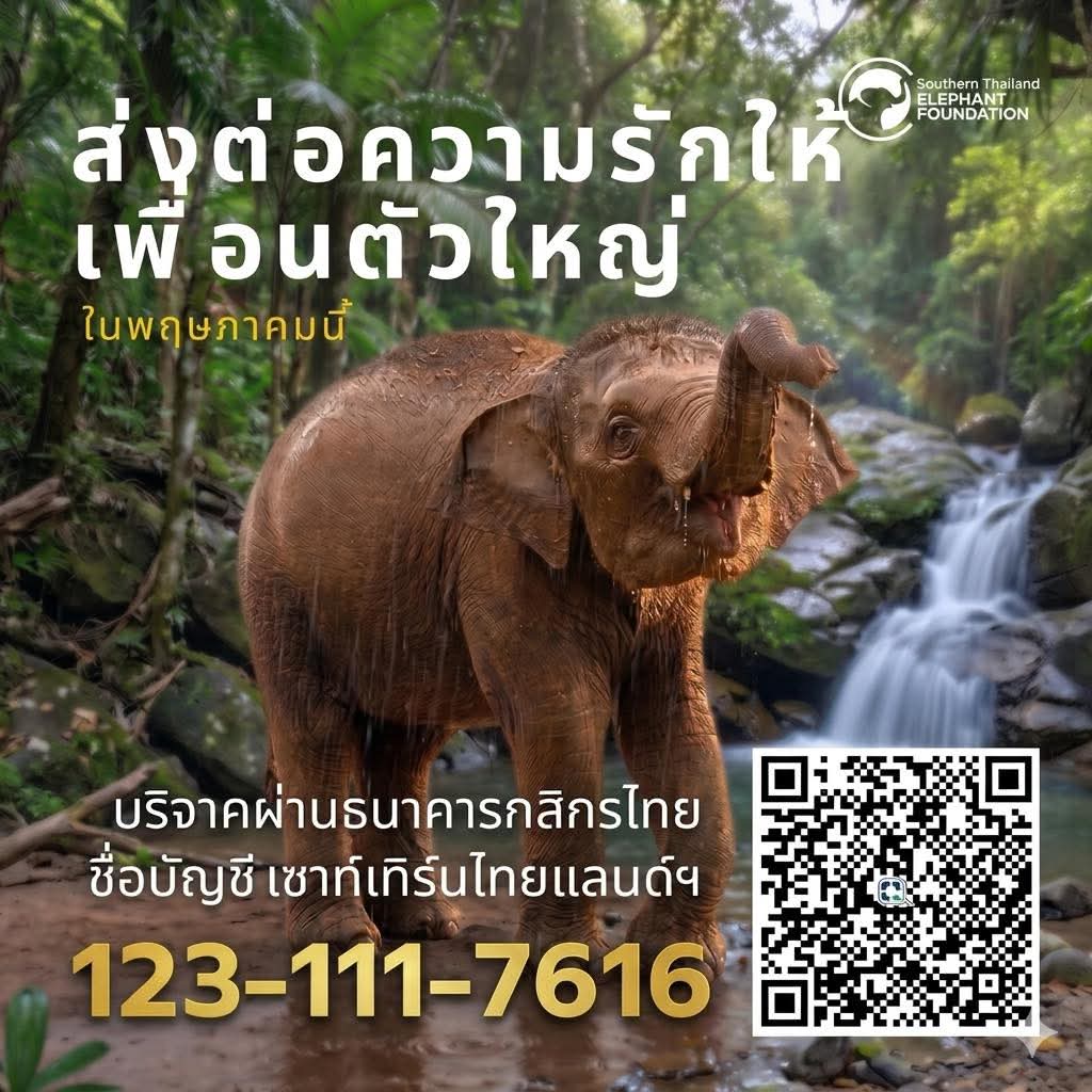 ขอเชิญชวนผู้ที่เกิดในเดือนพฤษภาคมทุกท่าน มาร่วมเติมพลังกายและพลังใจให้ช้างป่วยที่โรงพยาบาลช้างพังงา ช่วงหน้าฝนแบบนี้ ช้างที่ล้มป่วยหรือร่างกายอ่อนแอ ต้องการการดูแลเป็นพิเศษ ทั้งเรื่องยา อาหารเสริม และการจัดการคอกพักให้สะอาด แห้ง สบาย เพื่อป้องกันการติดเชื้อ