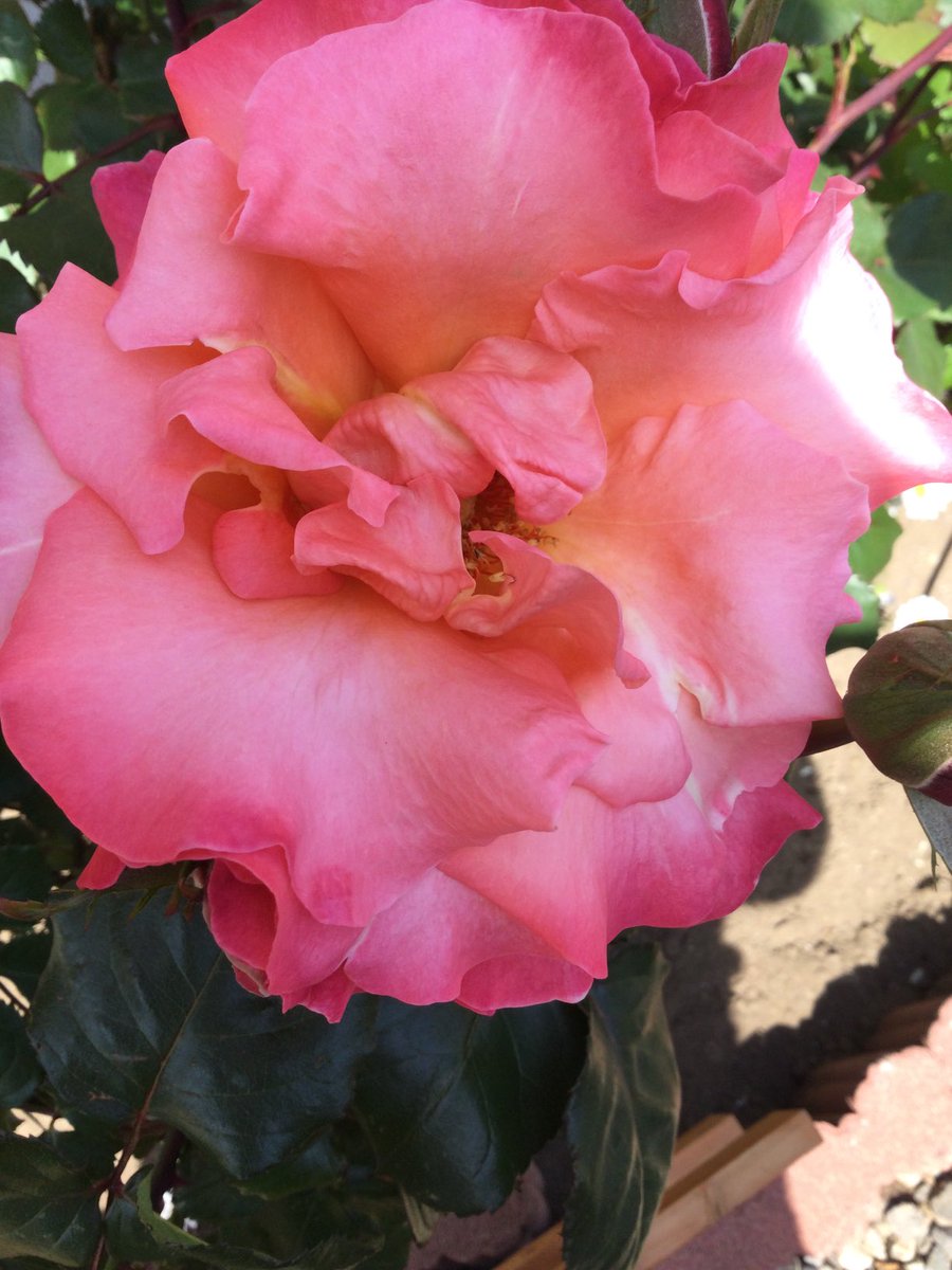 _tarobei's tweet photo. ＃花
今日は
特別に
お婆様が育てた
一番大ききい
花を見せます
何と　　センチぐらいの大きさ
我の顔くらい
香りもセク���ーです https://t.co/kQAwyUgDy3
