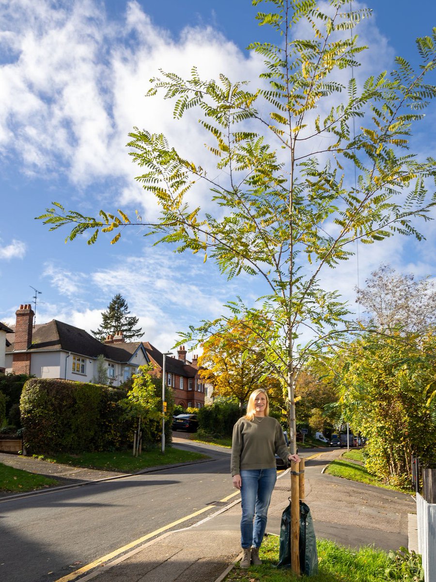 Trees for Streets tweet media