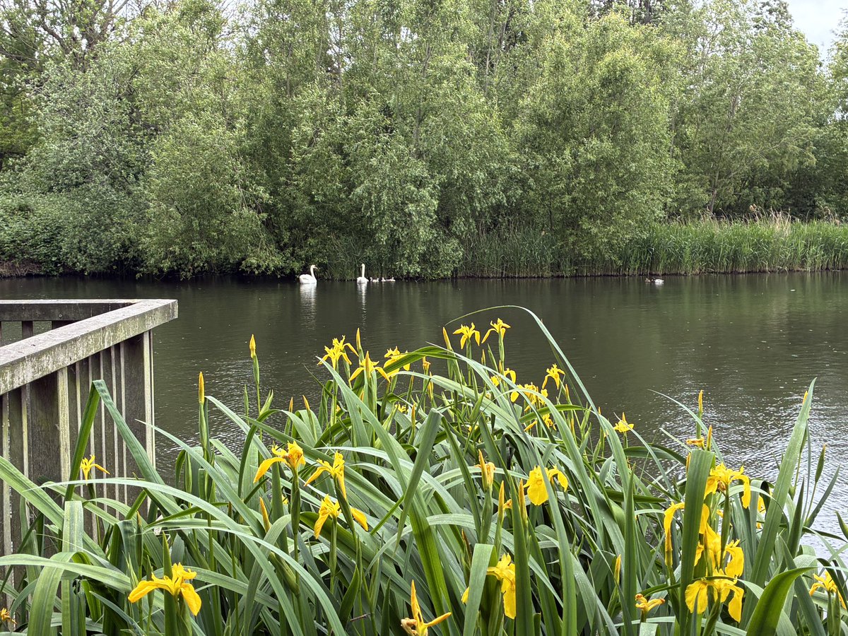 adrianpgibson's tweet photo. Yellow irises with Mr and Mrs Swan making an appearance with the new cygnets 💛

#yellowiris #swans #cygnets #ponds #brockwellpark https://t.co/ZiOKBMDbDB