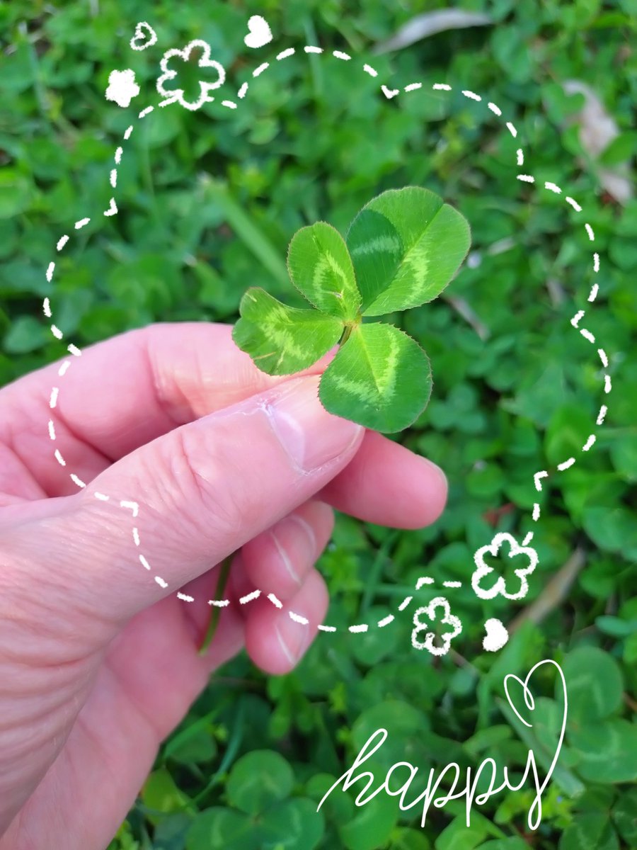 今年初♪四つ葉🍀見っけ〜✌ #ウォーキング #四つ葉クローバー🍀