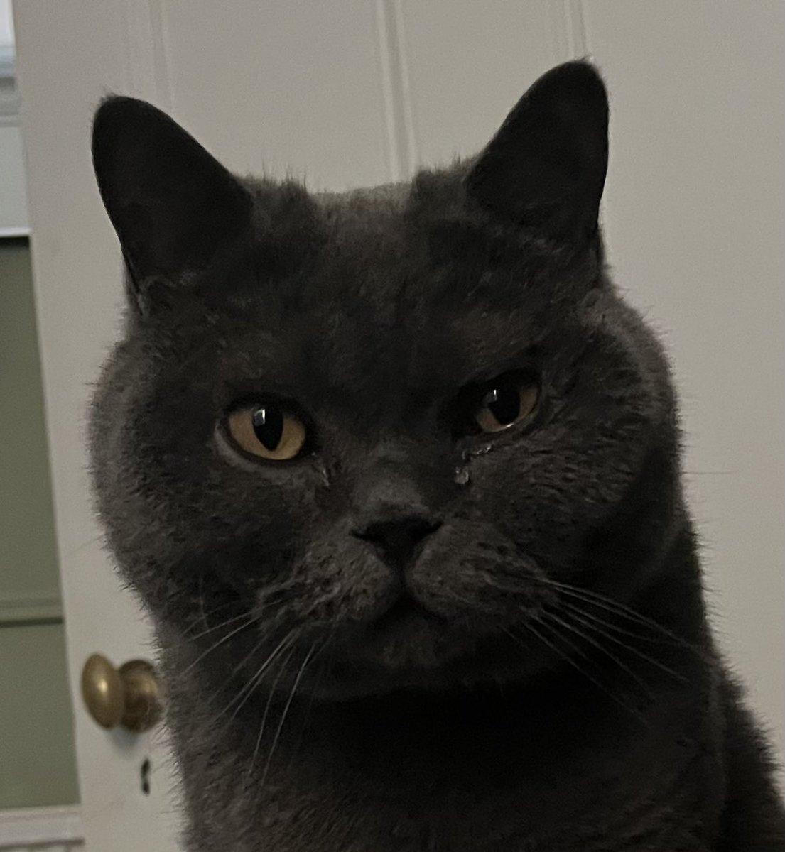 LucaBritishBlue's tweet photo. When you’ve been sat too close to the chopping of onions 🔪 🧅 🐾 

#Xcats #CatsOnX https://t.co/MrkhyNibyz