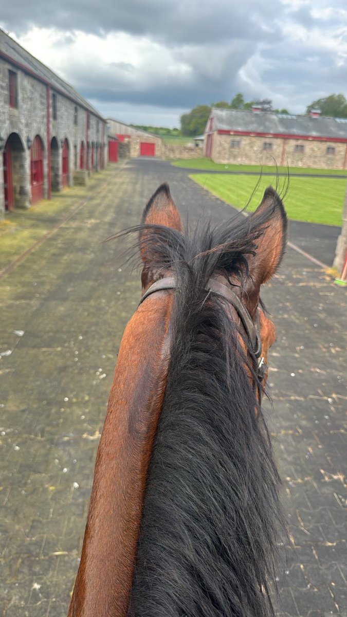PRobsonRacing's tweet photo. Great to have Cannock Park back at Hazelrigg building up to making his comeback in the next few weeks 🏇🏇 https://t.co/DK0RgL5iJK
