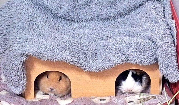 アルラテあめ🐹🐹🐹 tweet media