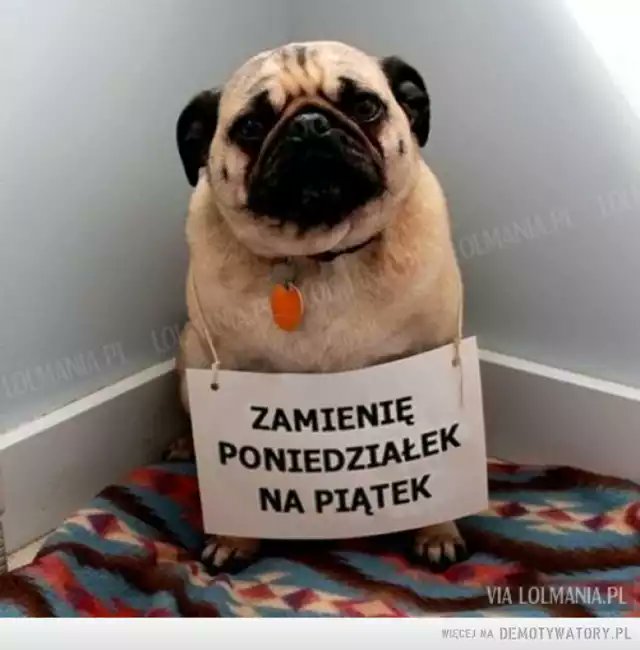 piotr von pritzwald tweet media