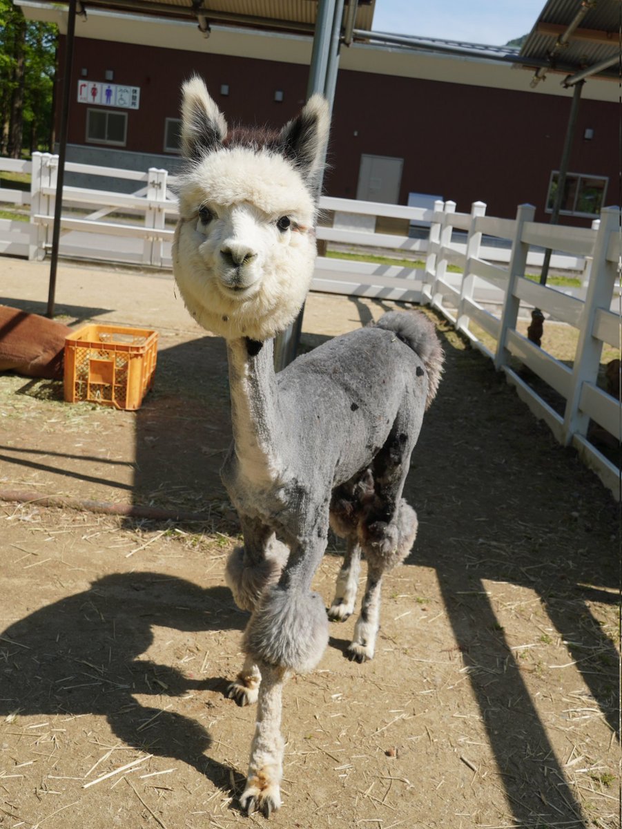 樽ケ橋遊園 tweet media