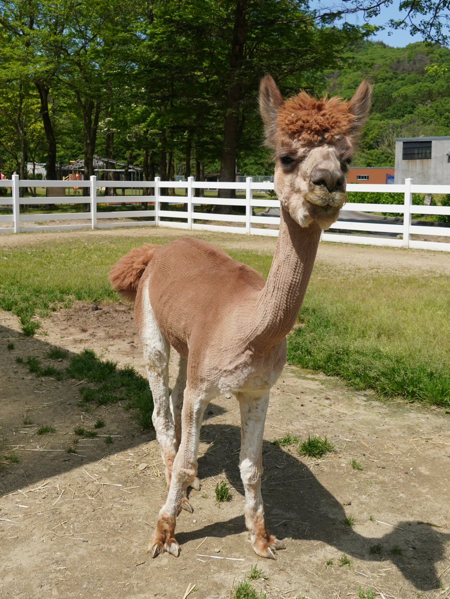 樽ケ橋遊園 tweet media