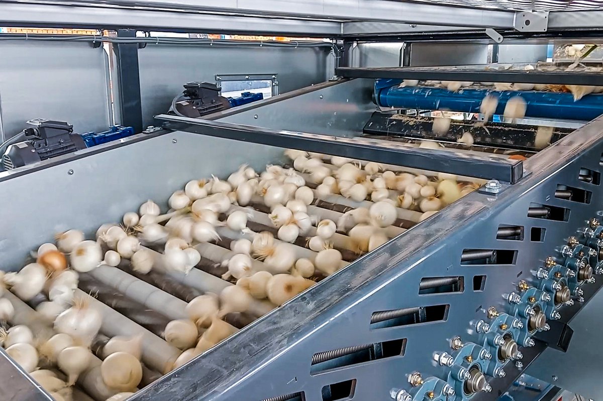 AllroundVP's tweet photo. The onion topper RT efficiently removes tails and foliage through a twisted roller system for precise topping. Suitable for onions, beetroot, and selected garlic varieties while waste is collected via a conveyor or discharge chute.
#Allroundvp #onions #garlic #topping #innovation https://t.co/zJkK0w1wrp