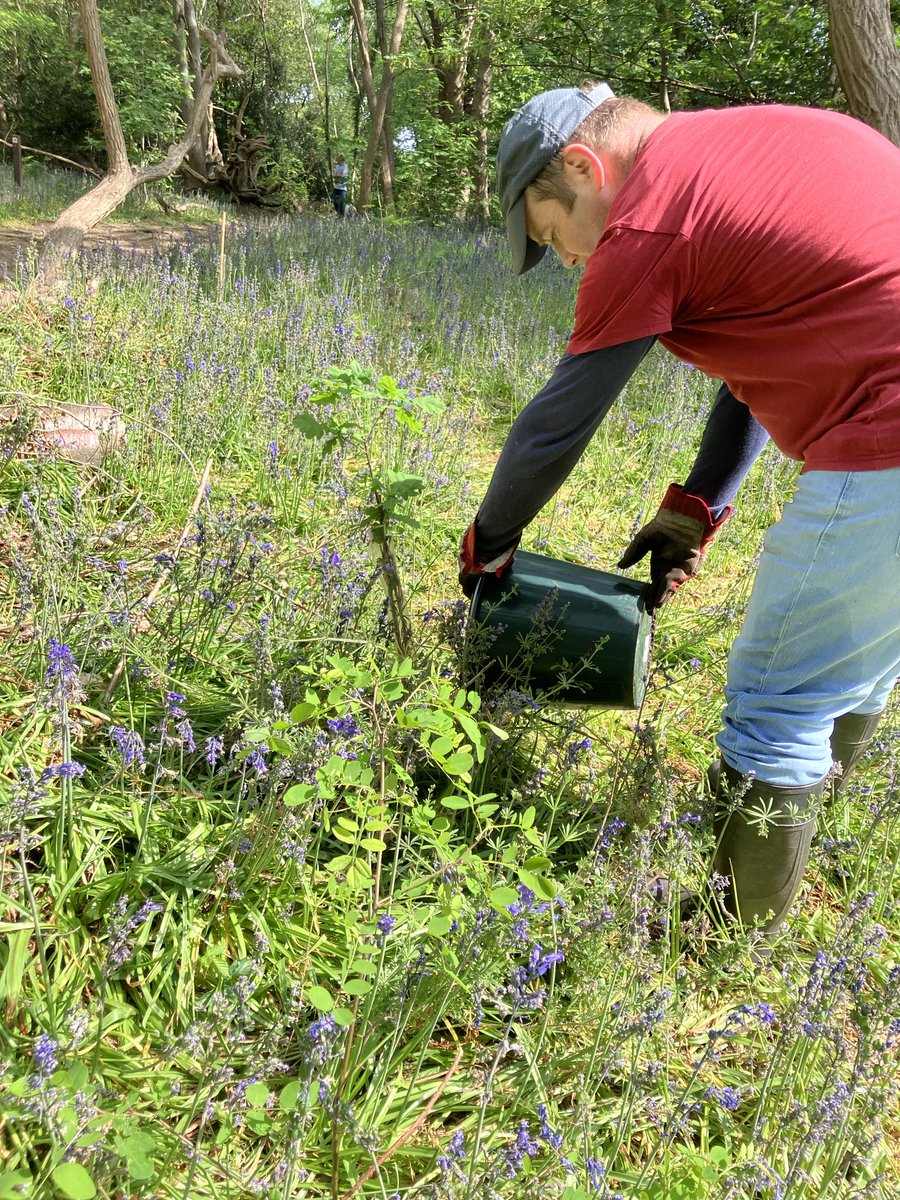 high_broom's tweet photo. Conservation morning involved lots of watering 🚿 of the tree saplings planted in 2025, the removal of invasive garlic species and a productive litter-pick. Many thanks to our volunteers!  @idverde_bromley @nature_lark @goparks_london https://t.co/EneskLB3ef