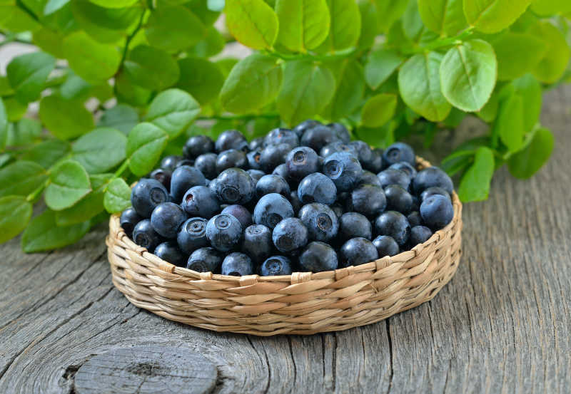 EsquerFimbre's tweet photo. Taste Test: Organic Blueberries vs. Regular!  Juicier, sweeter, 30% more antioxidants—organic wins hands down. Grab yours at local farmers’ markets! #FoodReview #OrganicEats https://t.co/NbIlcLMOUD