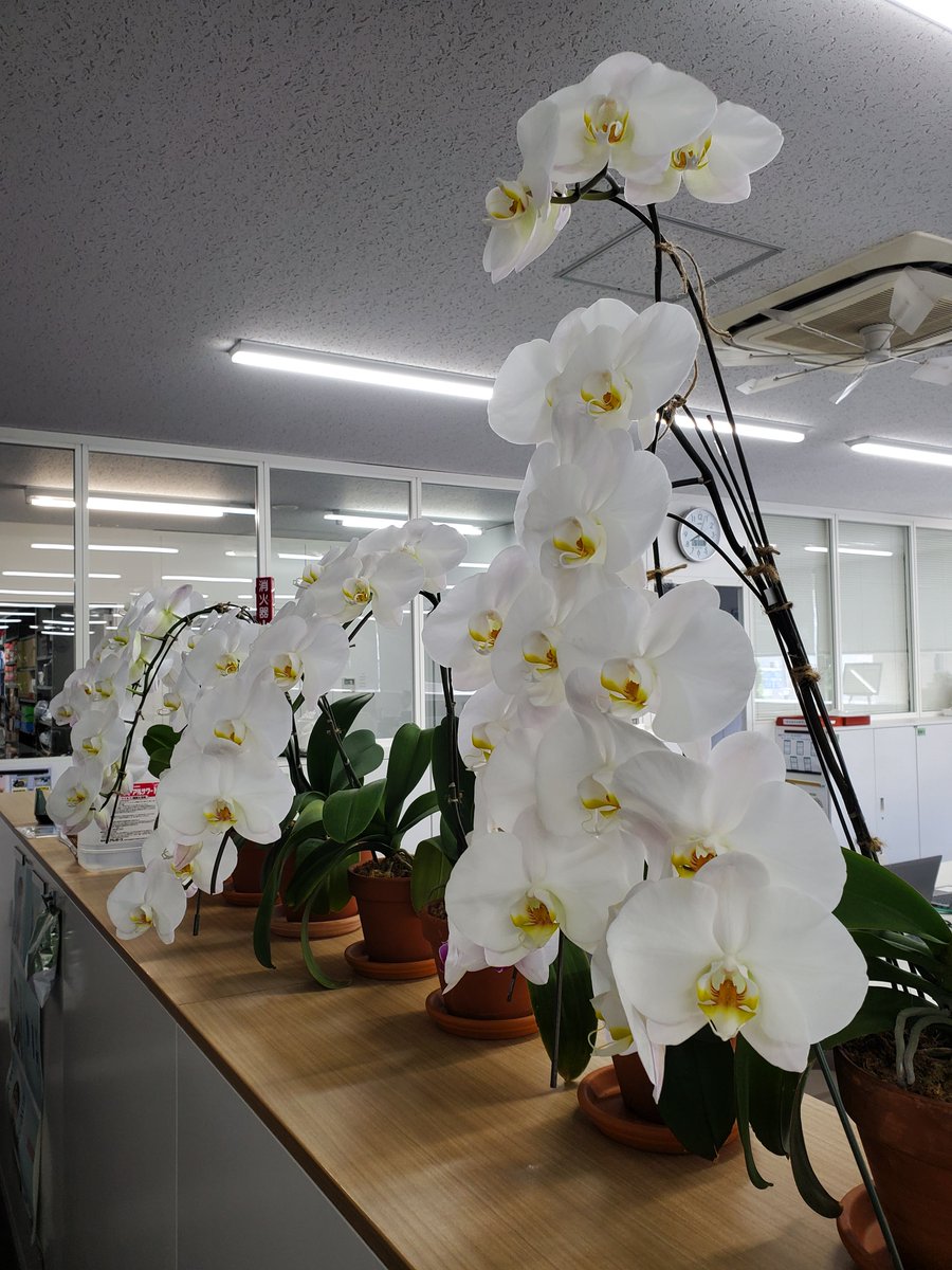 tokyo_dic's tweet photo. 東京工場の総務Gは、蘭の花でにぎわっています🌸

記念式典用に購入した胡蝶蘭が咲き終わった後、苗を小分けして再び咲かせてくれる達人が東京工場にいます。 今年は7株の蘭が、見事にきれいな花を咲かせてくれました！

#DIC #板橋 #胡蝶蘭 #再生工場 https://t.co/AYEFz9Ytz4
