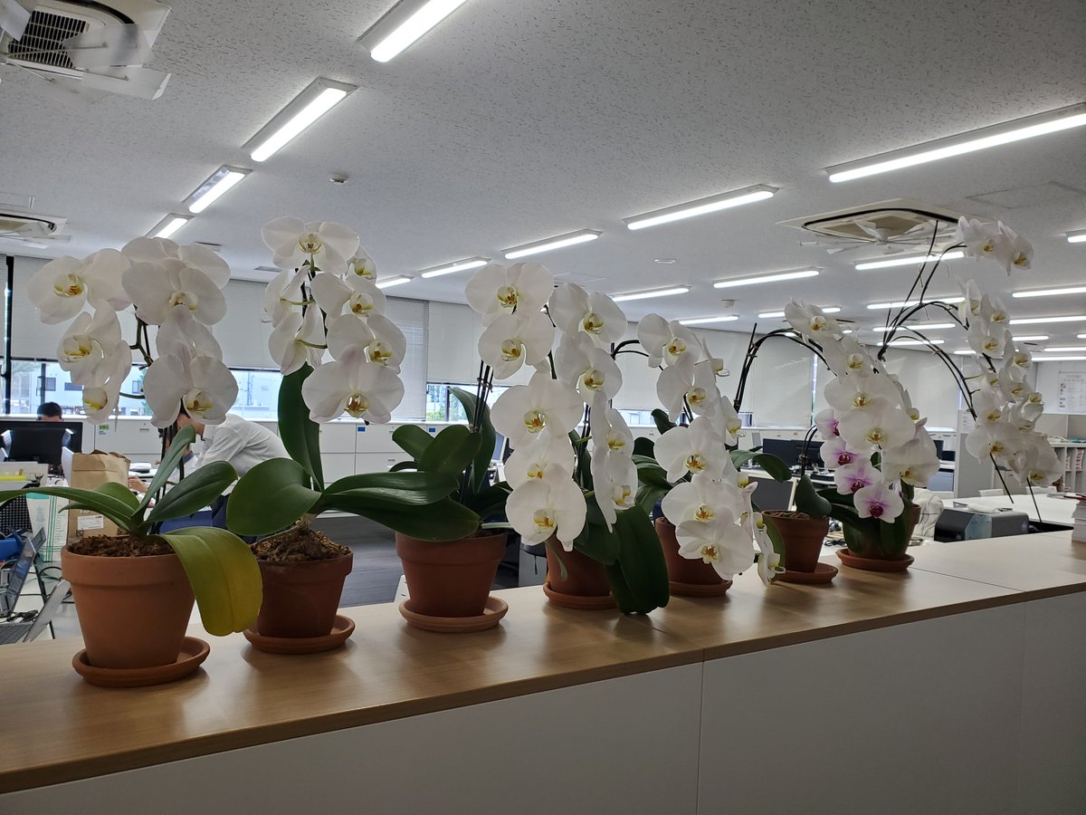tokyo_dic's tweet photo. 東京工場の総務Gは、蘭の花でにぎわっています🌸

記念式典用に購入した胡蝶蘭が咲き終わった後、苗を小分けして再び咲かせてくれる達人が東京工場にいます。 今年は7株の蘭が、見事にきれいな花を咲かせてくれました！

#DIC #板橋 #胡蝶蘭 #再生工場 https://t.co/AYEFz9Ytz4