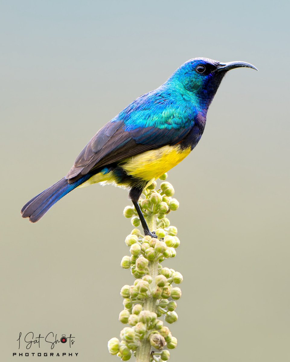 Gateru's tweet photo. Variable Sunbird 📸 Ondiri Wetland, Kikuyu https://t.co/xBa7LeFm6d