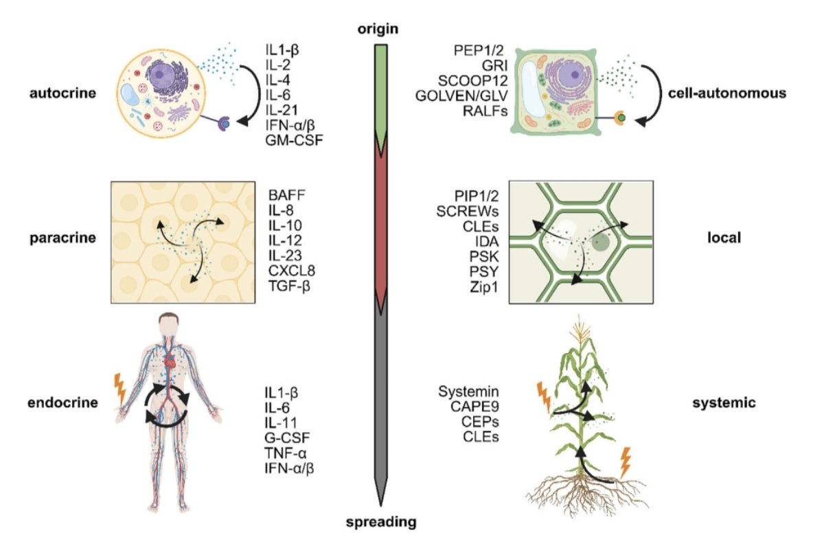 mau_koe's tweet photo. Plants use immunogenic peptides to coordinate immunity. Pathogens can mimic them to hijack defense. 🌱

We compare phytocytokines with animal cytokines and ask how these signals are made, released, mimicked, and controlled in space and time.

https://t.co/6fyp4TK2WC https://t.co/7WyoAZRRn3