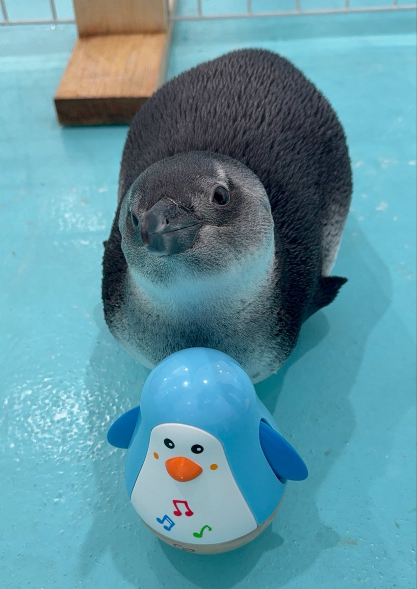ペンギンカフェ テイル tweet media