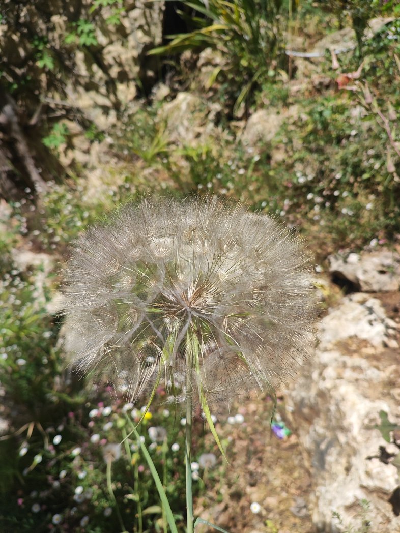 ליעד (יעני צ'אול) tweet media