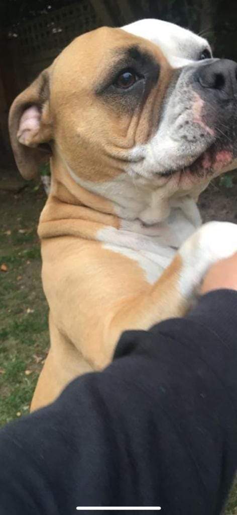 MissingPetsGB's tweet photo. ๐ Six years ago today LUCA vanished.
Her owner he has been absolutely tortured by her loss & the unknown.
There was a loud shot heard nearby shortly after Luca was last seen.
Was Luca shot by the farmer who denied this when questioned by owner? 20,000 REWARD
#nuffield #rg9 https://t.co/l2UBxeXxJX