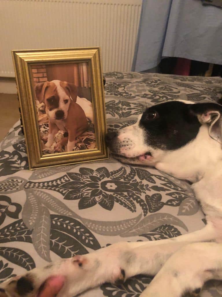 MissingPetsGB's tweet photo. ๐ Six years ago today LUCA vanished.
Her owner he has been absolutely tortured by her loss & the unknown.
There was a loud shot heard nearby shortly after Luca was last seen.
Was Luca shot by the farmer who denied this when questioned by owner? 20,000 REWARD
#nuffield #rg9 https://t.co/l2UBxeXxJX