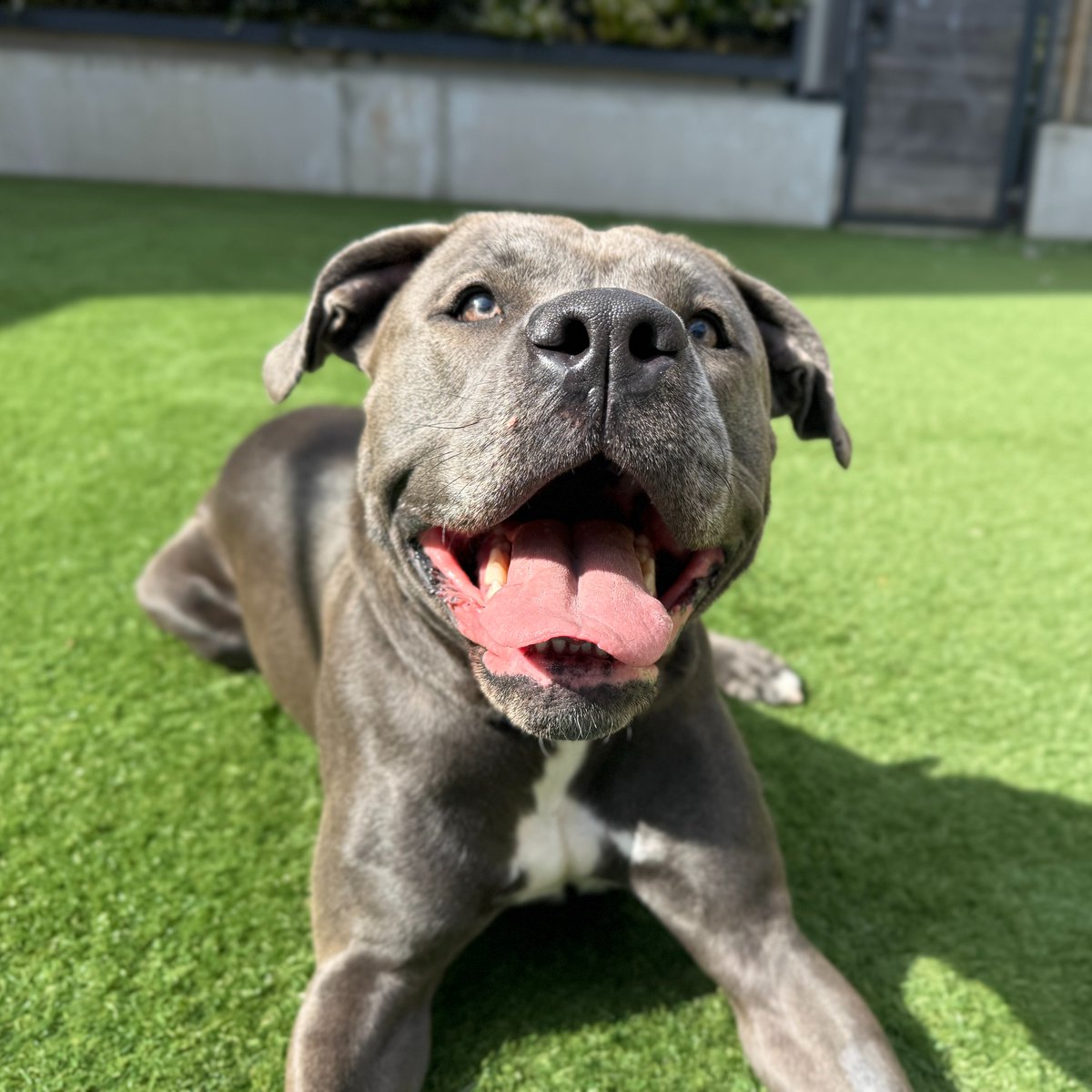 Battersea tweet media