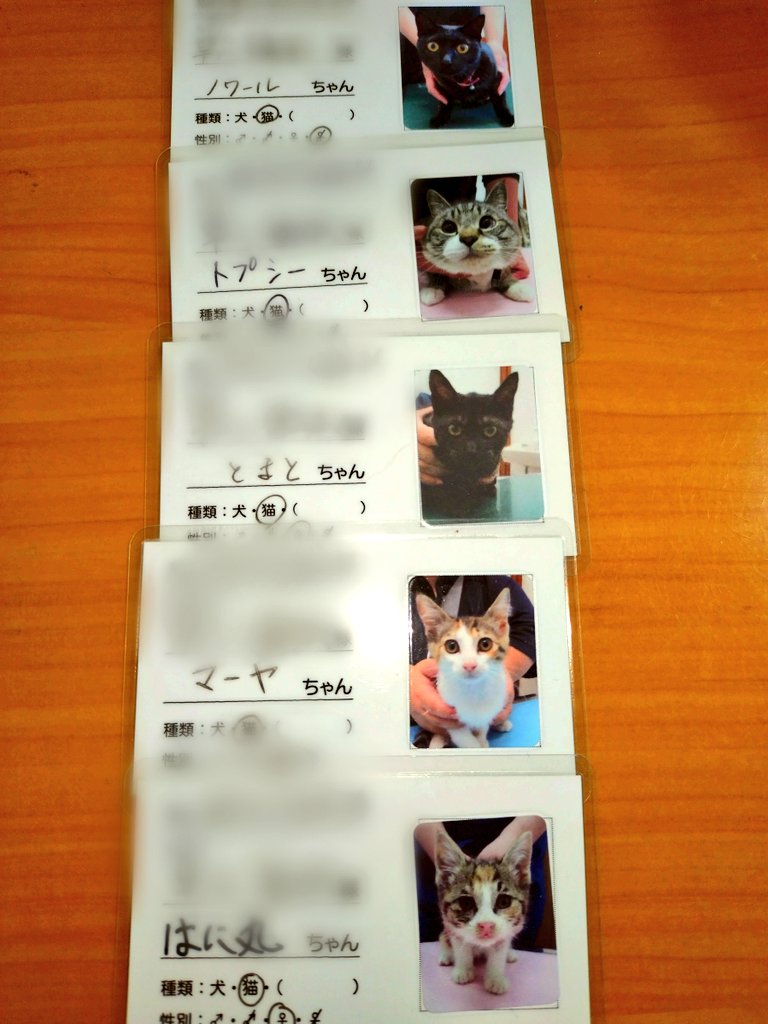 rinpotie's tweet photo. 財布にお守りの類いは入れてないけど
これは最強お守りかも https://t.co/9otlFvSf48