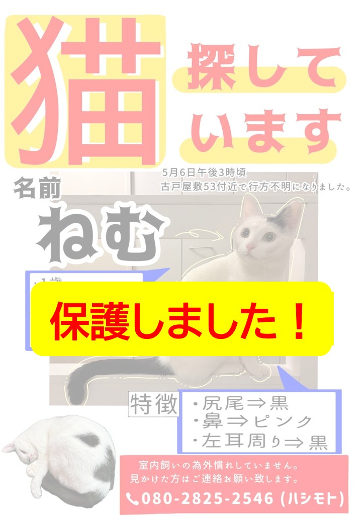 fukushima_2012's tweet photo. 5月6日に行方がわからなくなっていたねむさんは保護されたそうです！＃保護猫 #猫見つかりました #福島 #須賀川 https://t.co/xlBOtTkY4Z