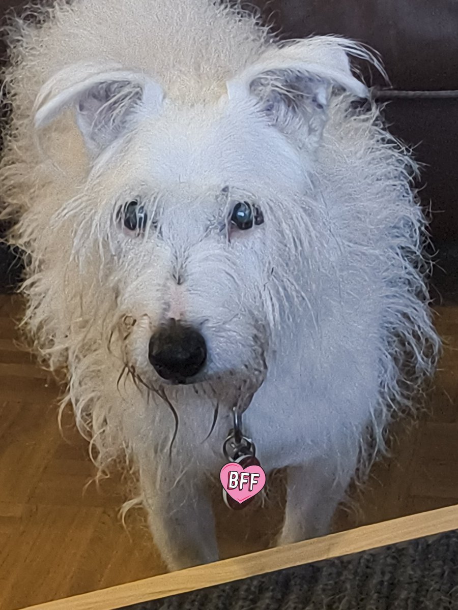 oscardismore2's tweet photo. 2/2
And you've given him only 1 of them &amp; the other is in your pocket!

He knows &amp; is so disappointed with you.

#DoggieDementia 
#BadOwner https://t.co/ToMhwcCv7i