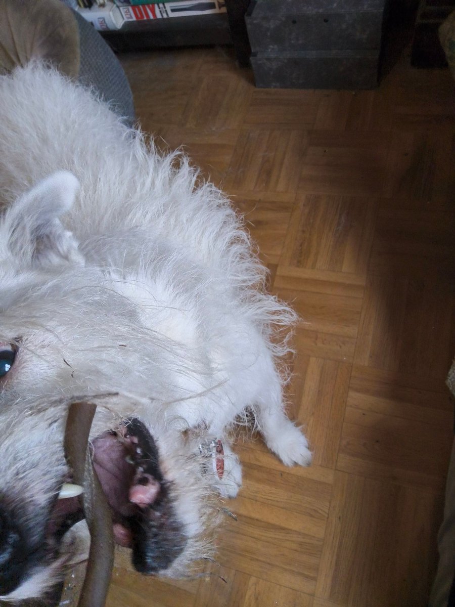 oscardismore2's tweet photo. 2/2
And you've given him only 1 of them &amp; the other is in your pocket!

He knows &amp; is so disappointed with you.

#DoggieDementia 
#BadOwner https://t.co/ToMhwcCv7i