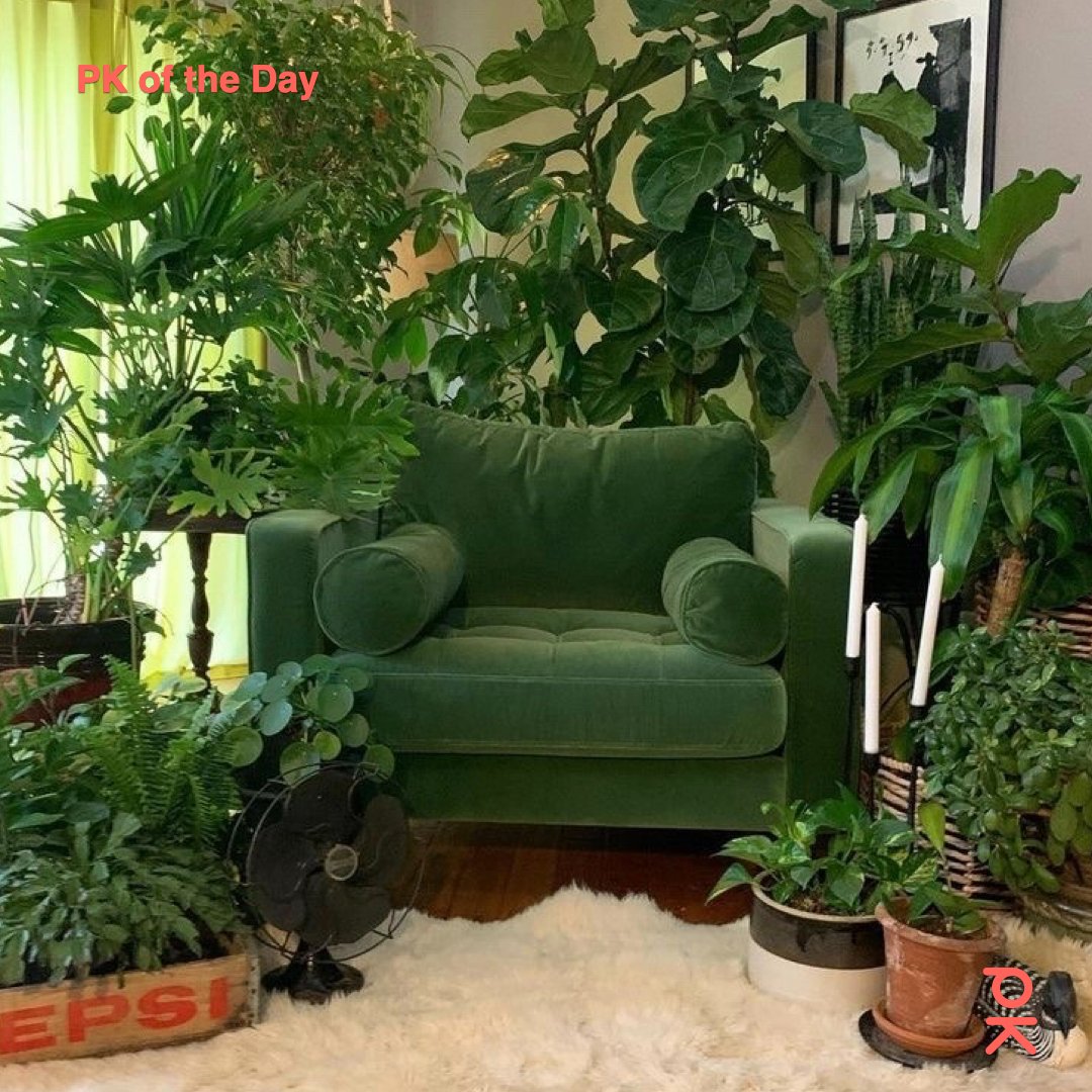 PechaKucha's tweet photo. Vela H. Lightle shares how a single houseplant purchase during college spiraled into a full-fledged indoor jungle of nearly 70 plants. 

https://t.co/LuaOEBZCXl

#PechaKucha #20x20 #Houseplants #PlantParent #IndoorJungle #PlantCommunity #UrbanJungle #Creativity #PlantLife https://t.co/UegqltjBjE