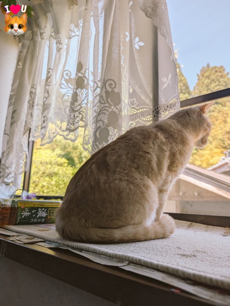 はな(こりん→猫) tweet media