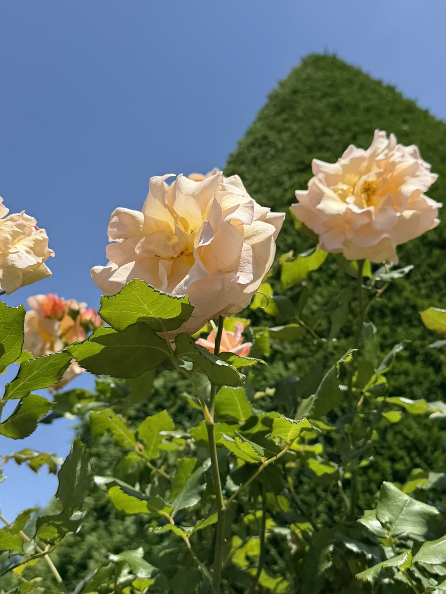 ぽん tweet media