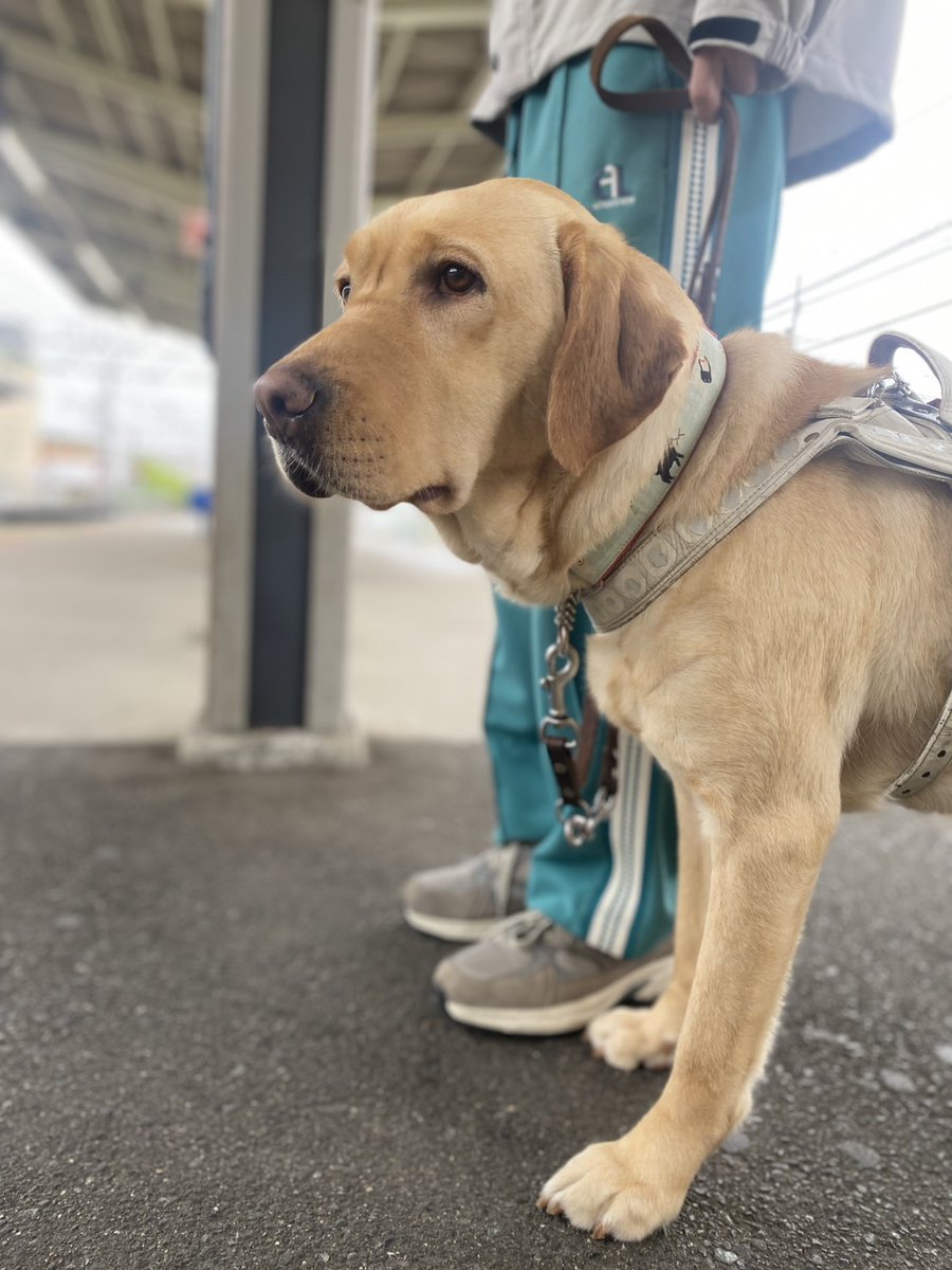 日本ライトハウス 盲導犬訓練所 tweet media