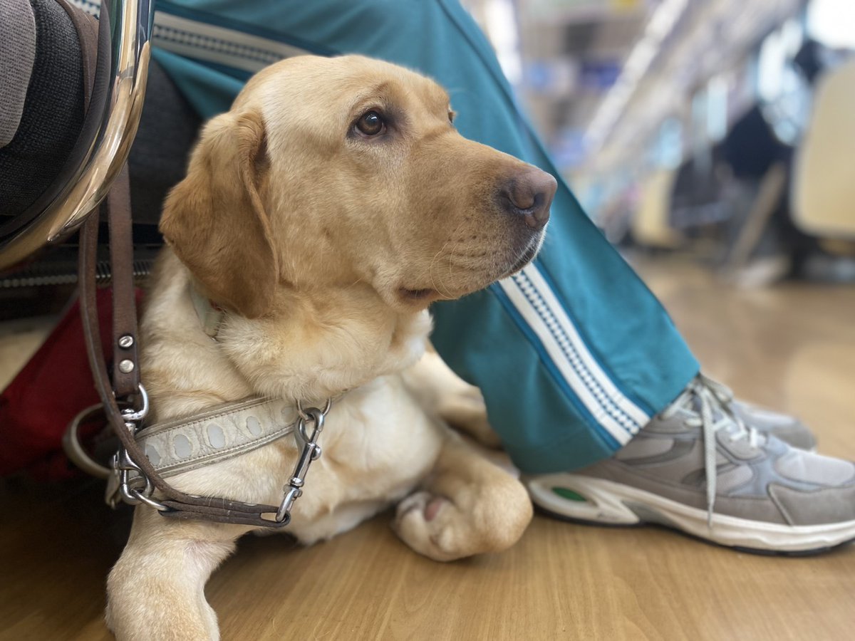 日本ライトハウス 盲導犬訓練所 tweet media