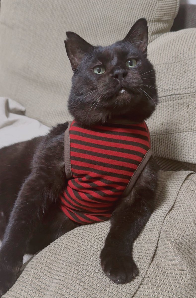 元ボス猫むさし tweet media