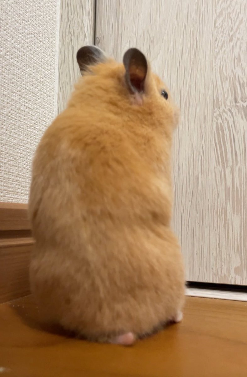 ふちゃま tweet media
