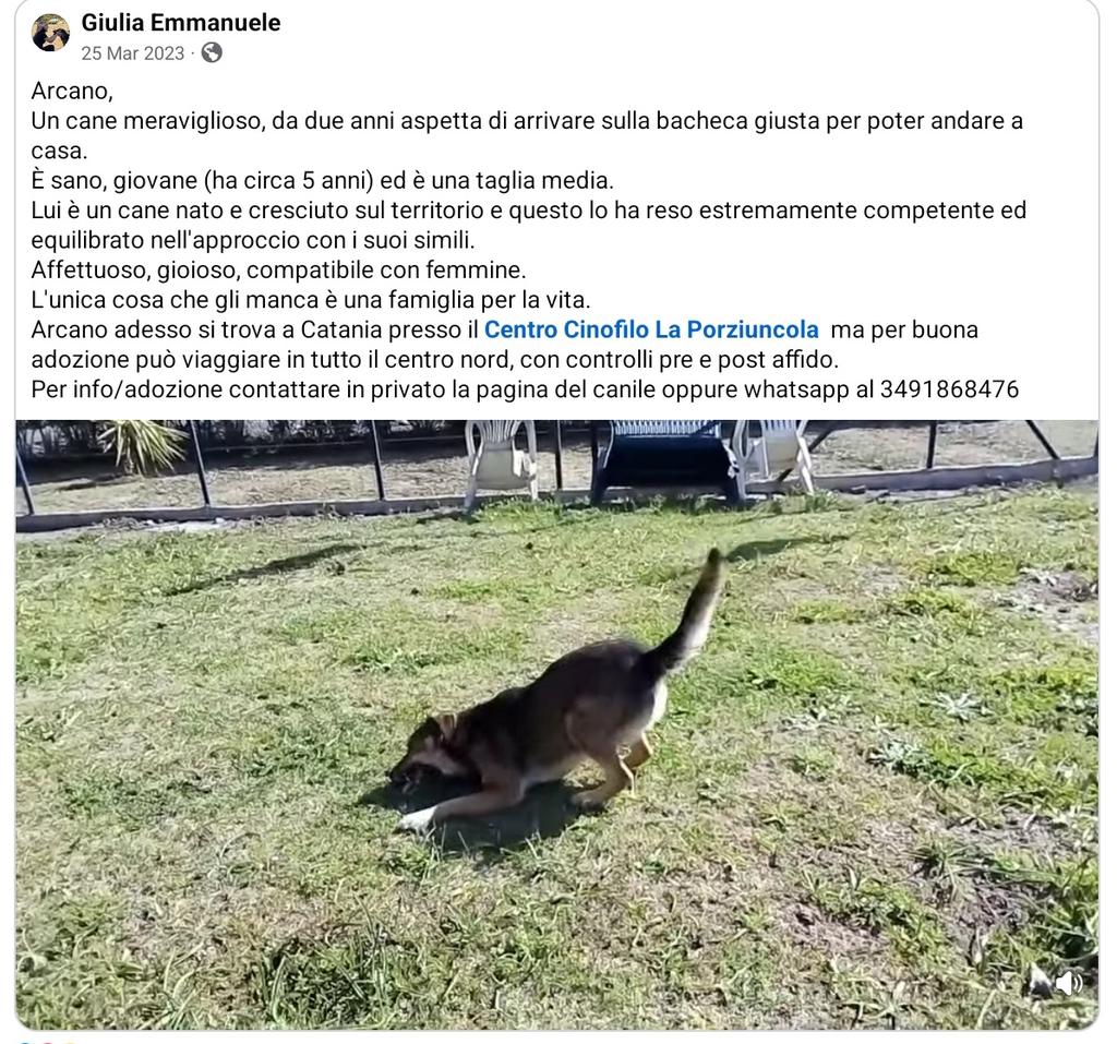 unonlus's tweet photo. #Arcano
Si trova a Catania
#cercafamiglia
3204516186
🆘️🆘️🆘️🆘️🙏🏻🙏🏻🙏🏻🙏🏻🙏🏻🙏🏻🙏🏻🙏🏻🙏🏻🙏🏻
#giulia https://t.co/0O5nsVAcaM