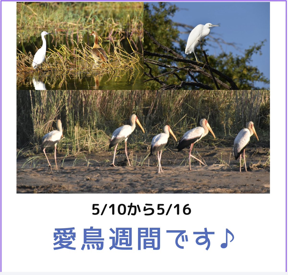 SpeakForKuma's tweet photo. 5/10-5/16は
🦆愛鳥週間です❣️
鳥と自然に思いやりを❣️
そして、自分自身の優しい心育もう❣️
May 10–16 is
Bird Week in Japan❣️
Let’s show kindness to birds and nature
and nurture our own gentle hearts❣️
#愛鳥週間 #BirdWeekinJapan https://t.co/tLKnBWOMWJ