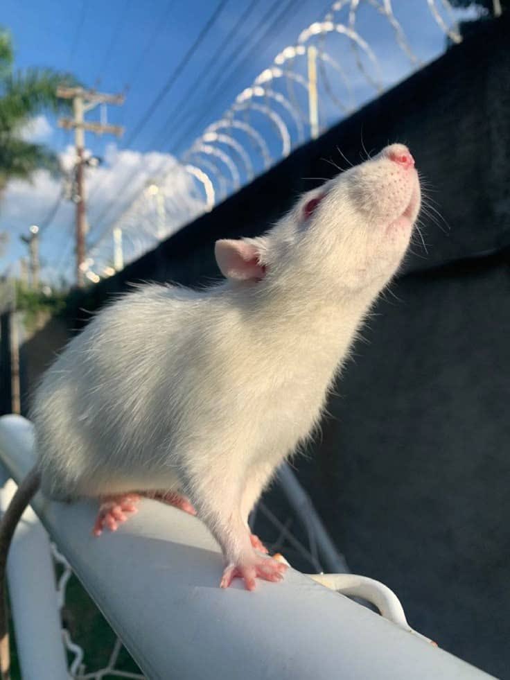 ichewthings's tweet photo. would you kill a rat for $ 1m https://t.co/icXOJ0j1Bc