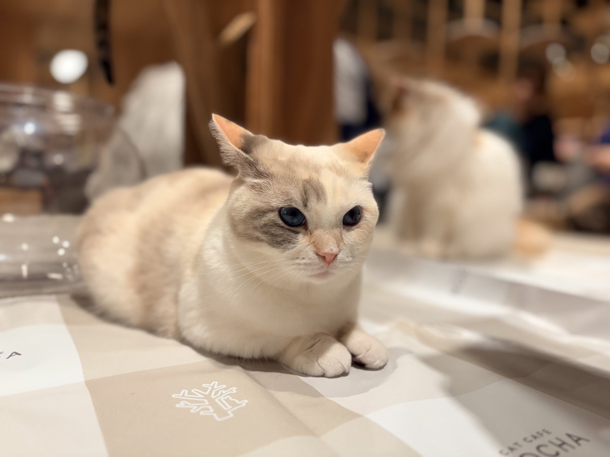 ∠らいす🐾🐝 tweet media