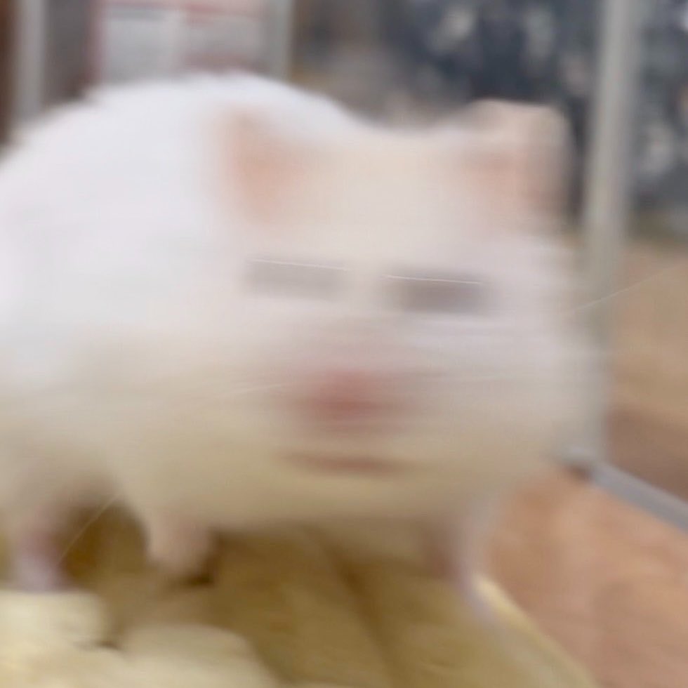柔らかな体毛で覆われたいのちたち tweet media