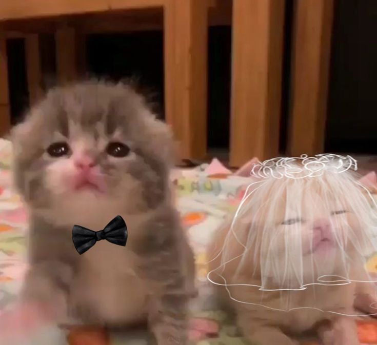 cats 🐈 tweet media