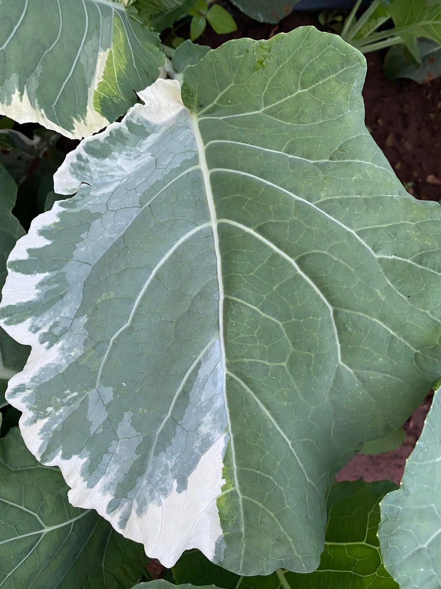 CalebKaruga's tweet photo. My Sukumawiki looking like it has Vitiligo, and giving 50 Shades of Green vibes…😉

This White & Green coloration is often referred to as "couve variegata" or "panache," which is a rare, ornamental, and edible variation.

Potential Causes: While this could be a genetic mutation, similar white coloration can sometimes be caused by factors like sunscald, poor fertilization, or environmental stress. It’s edible though 😋
#UkulimaSioUshamba