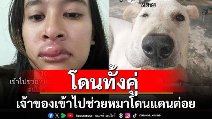 แมวดำ tweet media
