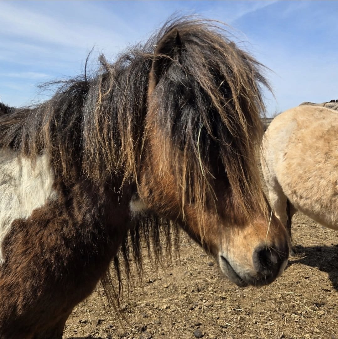 HoovesHappy's tweet photo. Harley is having a bad hair day lol.

#harleythepony #sanctuary #ponysanctuary #donkeysanctuary #ponies #horses #shetlandpony #happylittlehooves #ponyhour #minihorse #pony #minihorses https://t.co/5mWlynKKeC