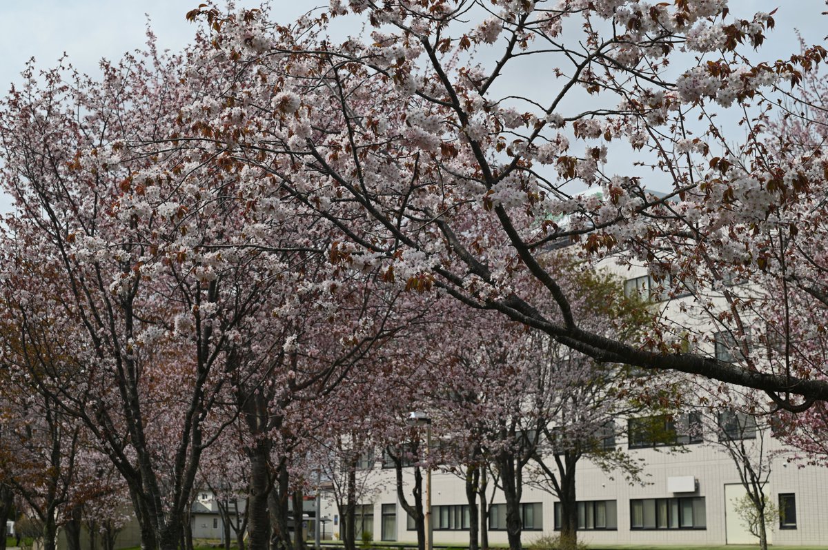 futaya's tweet photo. 釧路柳町公園の桜 https://t.co/8TgxE2yAhn