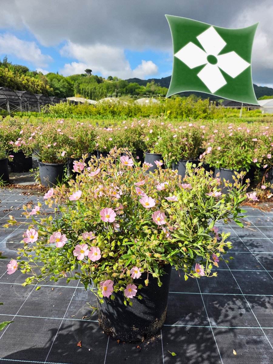 Zini_Piante's tweet photo. Cistus (Ciste)
Pépinières Zini Piante - Pistoia - Italie
https://t.co/L0ytbLqjrl
#paysagiste #paysagisme #paysage #espacesvert #creationjardin #pepinieres #pepiniere #zinipiante #vivaipistoia https://t.co/mQhorm1MHx