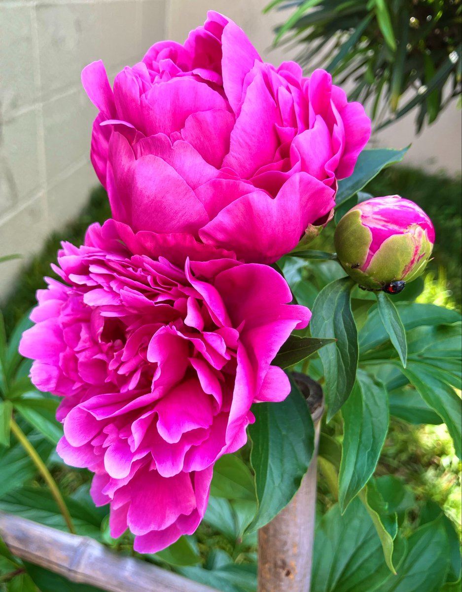 芍薬（シャクヤク）に出会いました 最近は薔薇が人気であちこちで