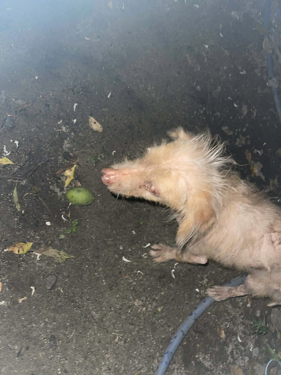 These were the first photos I got of Dolly Parton. She was tiny and out living on the streets on her own. 

To see how she is now is a thing of beauty… (1/5)