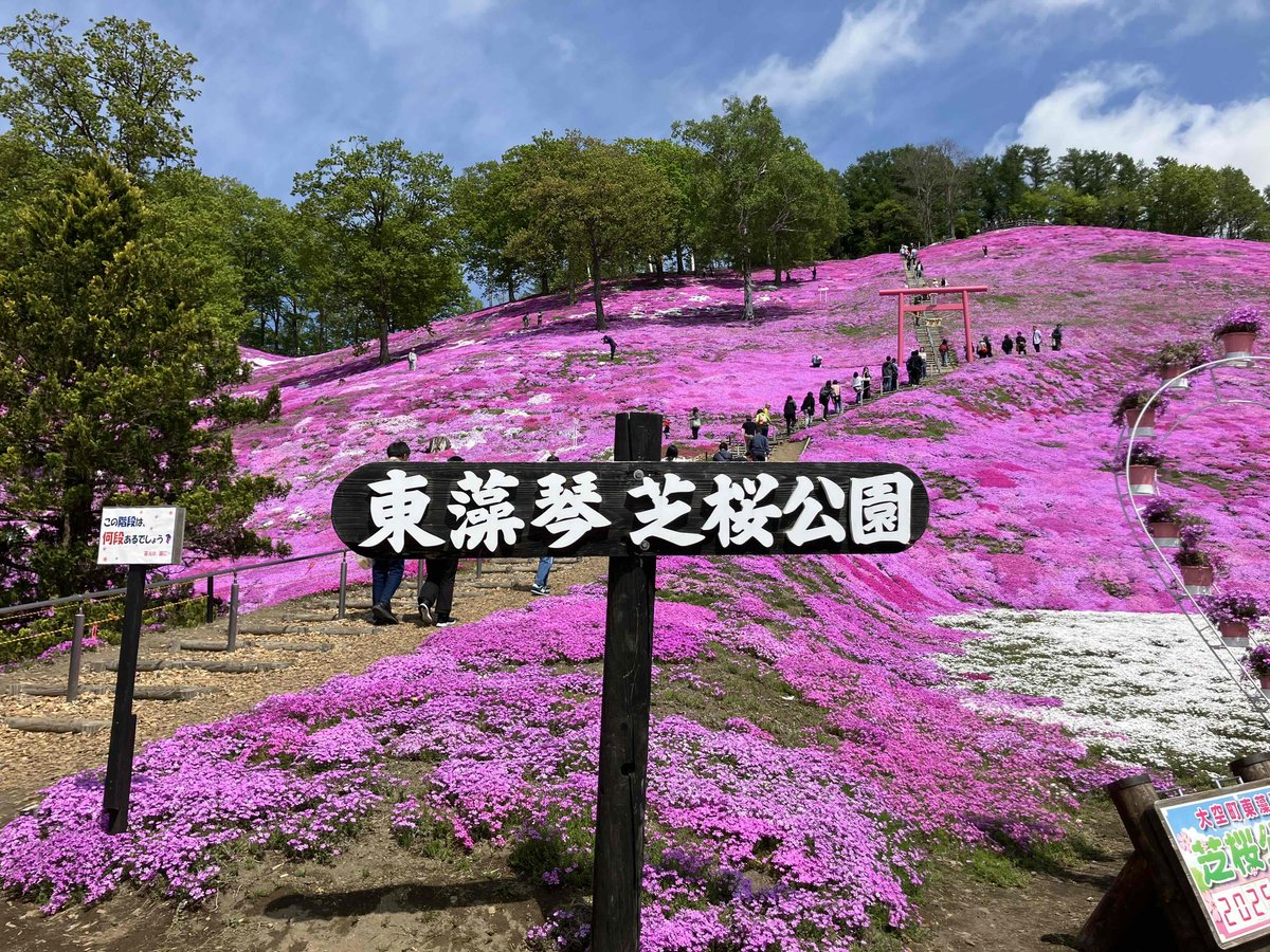 okhotskool's tweet photo. 一面ピンクの絶景🌸
ひがしもこと芝桜公園 は今月が見頃です！

青空と花のコントラストがきれいで、歩いているだけで癒されますよ〜
オホーツクの春、ぜひ味わってみてください！
（写真は昨年の様子です）

#東藻琴芝桜公園 #芝桜 #オホーツクール #北海道 #大空町 https://t.co/hOd4QHuWhD